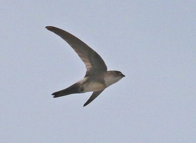 Antillean Palm-Swift