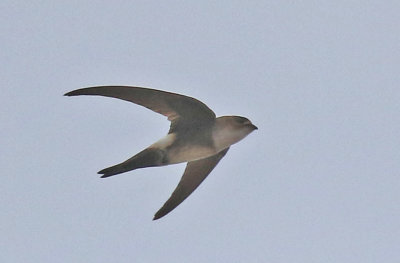 Antillean Palm-Swift