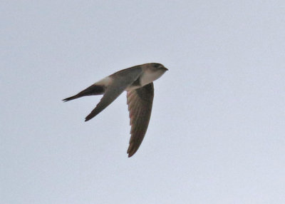 Antillean Palm-Swift