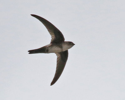 Antillean Palm-Swift