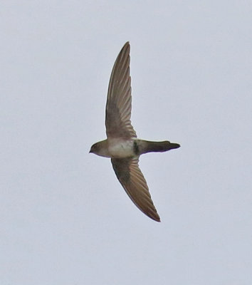 Antillean Palm-Swift