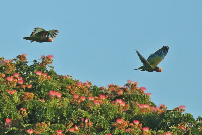 Cuban Parrot