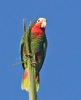 Cuban Parrot