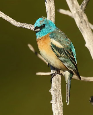 Lazuli Bunting