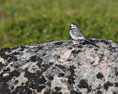 White Wagtail (White-faced)