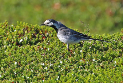 White Wagtail (White-faced)