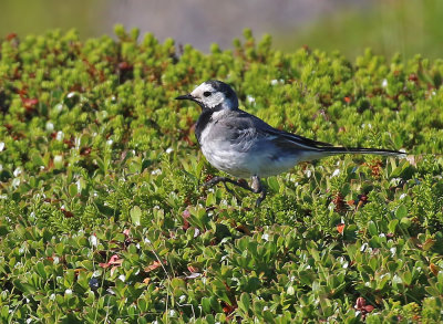 White Wagtail (White-faced)