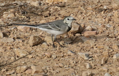 White Wagtail (White-faced)