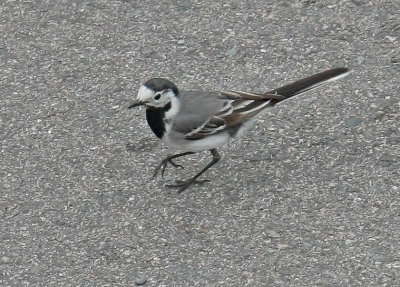 White Wagtail (White-faced)