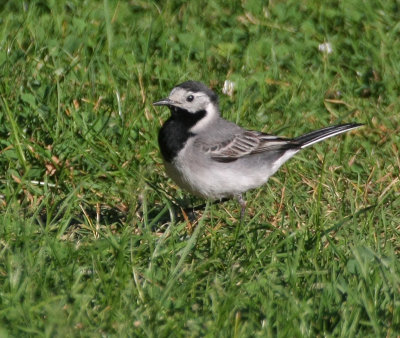 White Wagtail (White-faced)