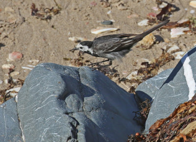 White Wagtail (British)