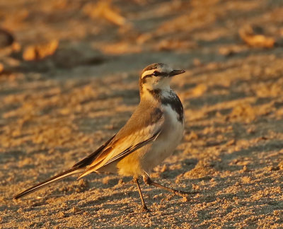 White Wagtail (Black-backed)