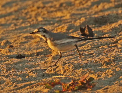 White Wagtail (Black-backed)