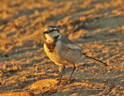 White Wagtail (Black-backed)