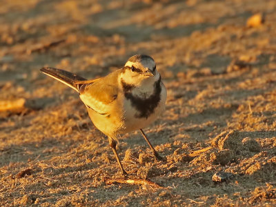 White Wagtail (Black-backed)