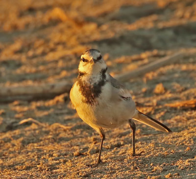White Wagtail (Black-backed)