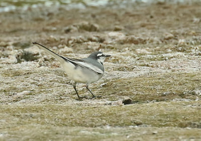 White Wagtail, Santa Cruz, November 2020