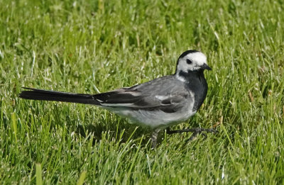 White Wagtail (White-faced)