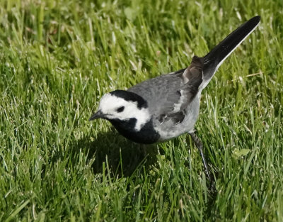 White Wagtail (White-faced)