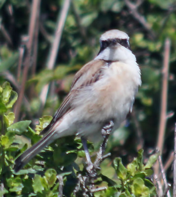 Red-backed Shrike x Red-tailed Shrike hybrid