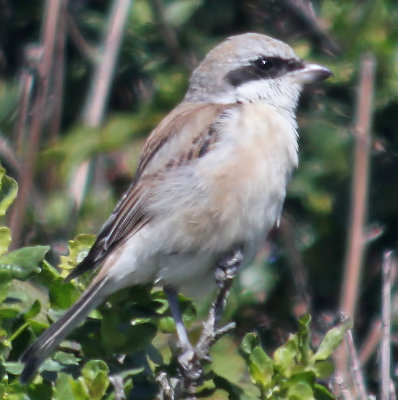 Red-backed Shrike x Red-tailed Shrike hybrid, Manchester SP, April 2015