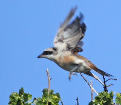 Red-backed Shrike x Red-tailed Shrike hybrid