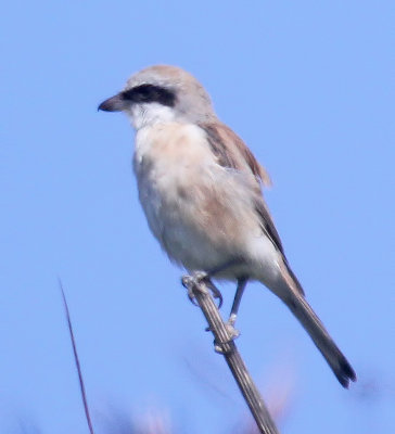 Red-backed Shrike x Red-tailed Shrike hybrid