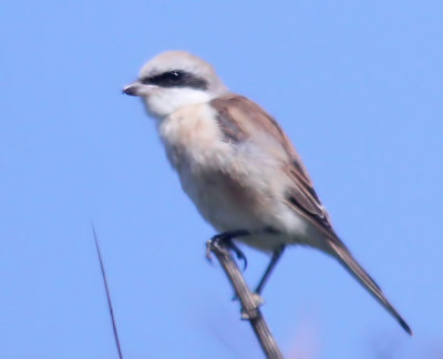 Red-backed Shrike x Red-tailed Shrike hybrid