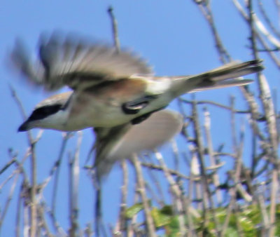 Red-backed Shrike x Red-tailed Shrike hybrid