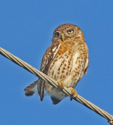 Cuban Pygmy-Owl