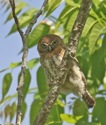 Cuban Pygmy-Owl