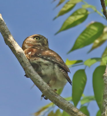 Cuban Pygmy-Owl