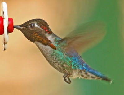 Bee Hummingbird