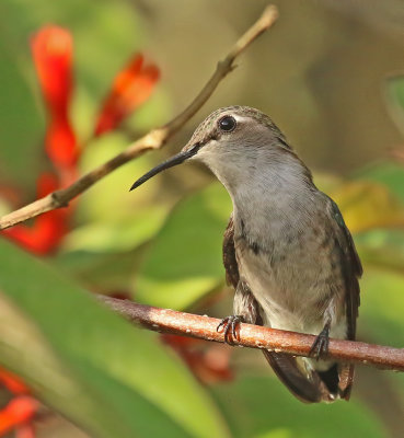 Bee Hummingbird