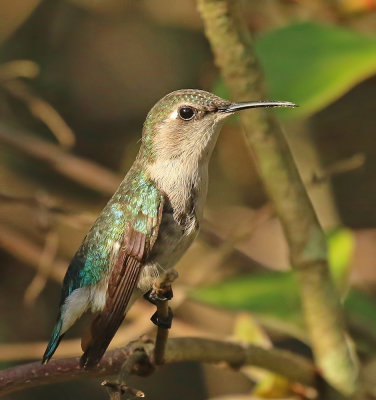 Bee Hummingbird