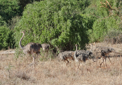 Somali Ostrich