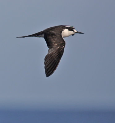 Sooty Tern