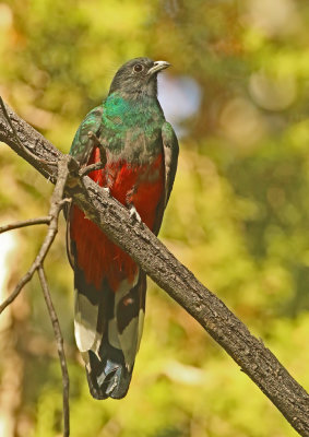 Trogons, Quetzals