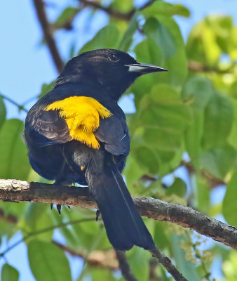 Cuban Oriole
