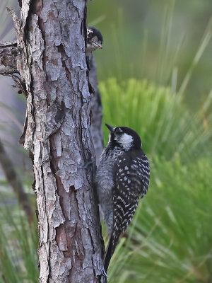 Red-cockaded Woodpecker