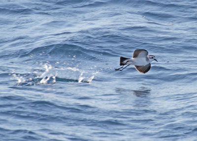 White-faced Storm-Petrel