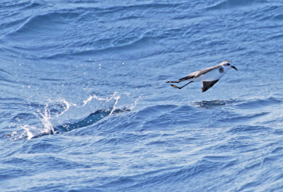 White-faced Storm-Petrel