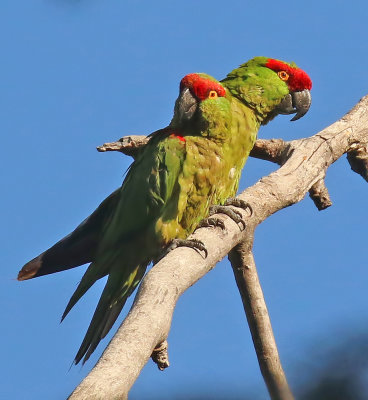 Thick-billed Parrot