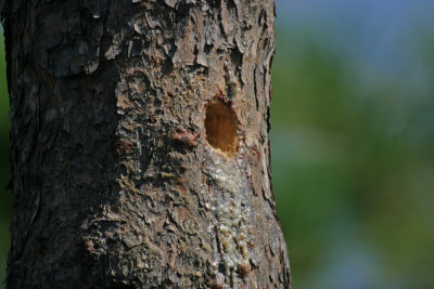 Red-cockaded Woodpecker nest cavity in Longleaf Pine (Pinus palustris)