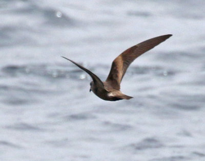 Leach's Storm-Petrel (Chapman's)