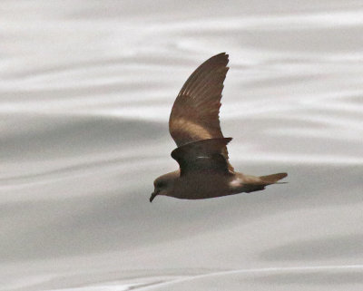 Leach's Storm-Petrel (Chapman's)