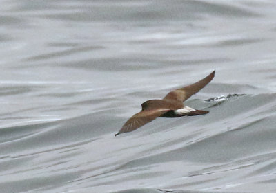 Townsend's Storm-Petrel