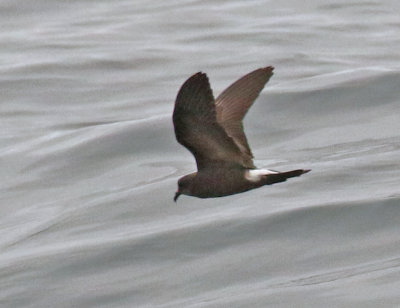 Townsend's Storm-Petrel