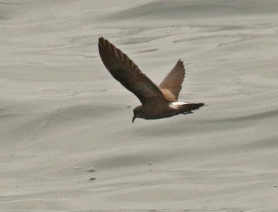 Townsend's Storm-Petrel