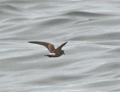 Townsend's Storm-Petrel